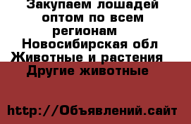 Закупаем лошадей оптом по всем регионам  - Новосибирская обл. Животные и растения » Другие животные   